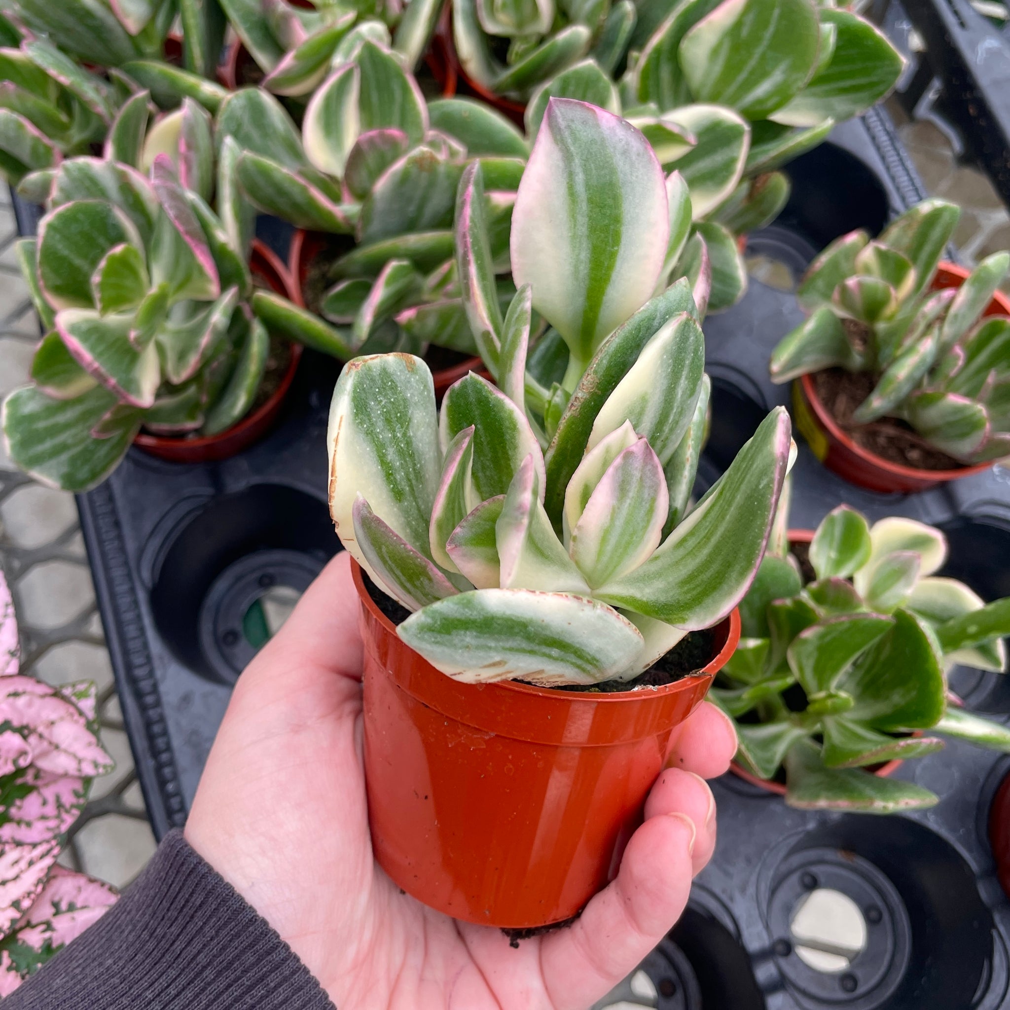 Variegated Jade