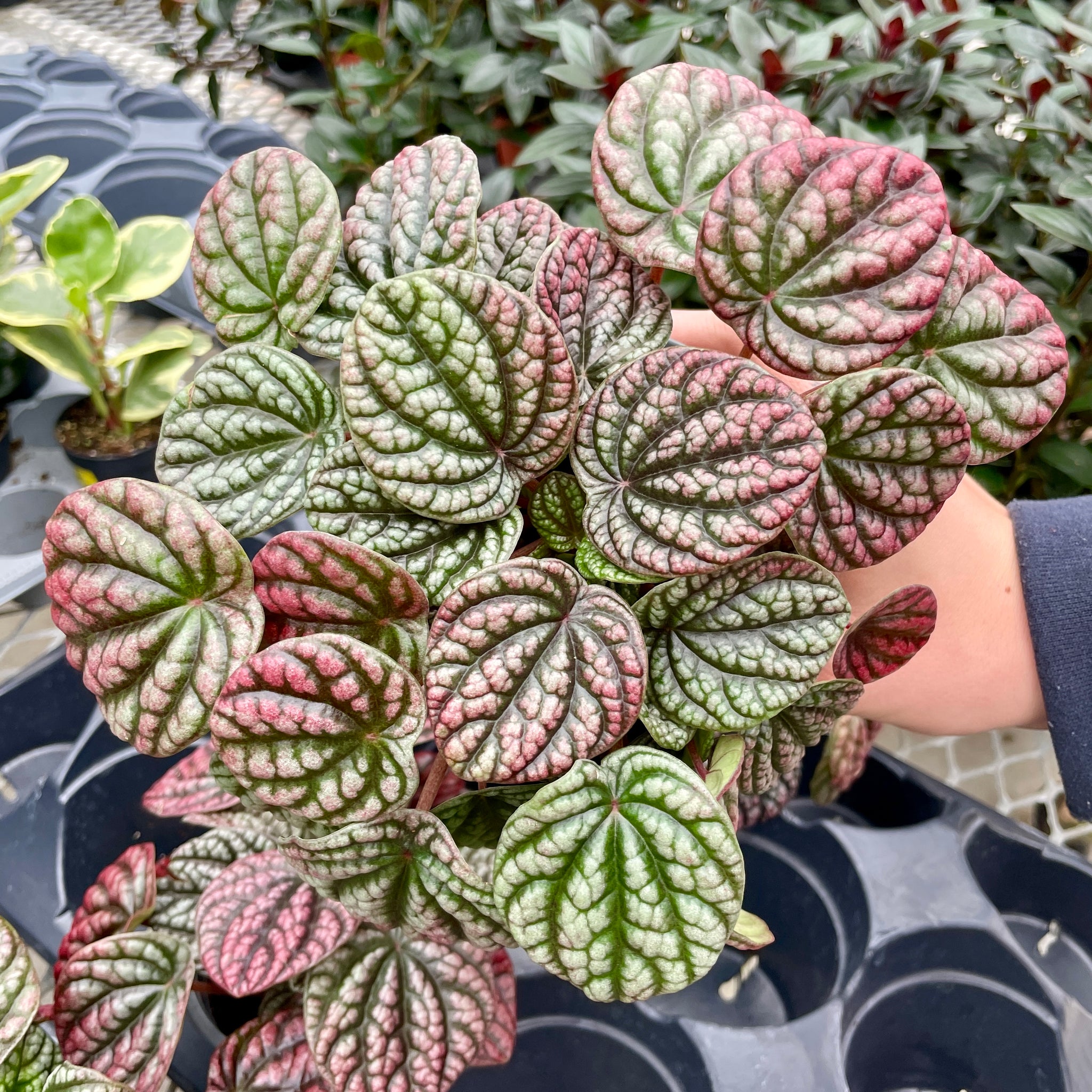 Peperomia, Robella