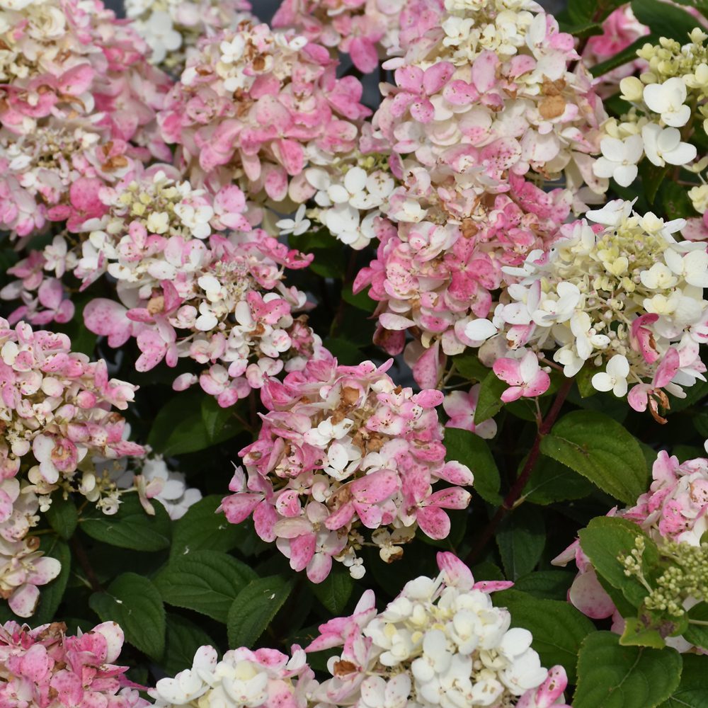 Hydrangea, Firelight Tidbit 2G