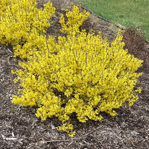 Forsythia, Show Off Sugar Baby