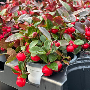 Gaultheria Procumbens