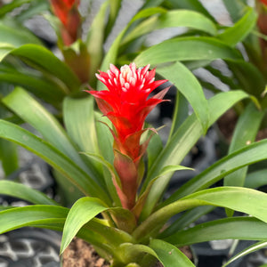 Bromeliad Guzmania Hope