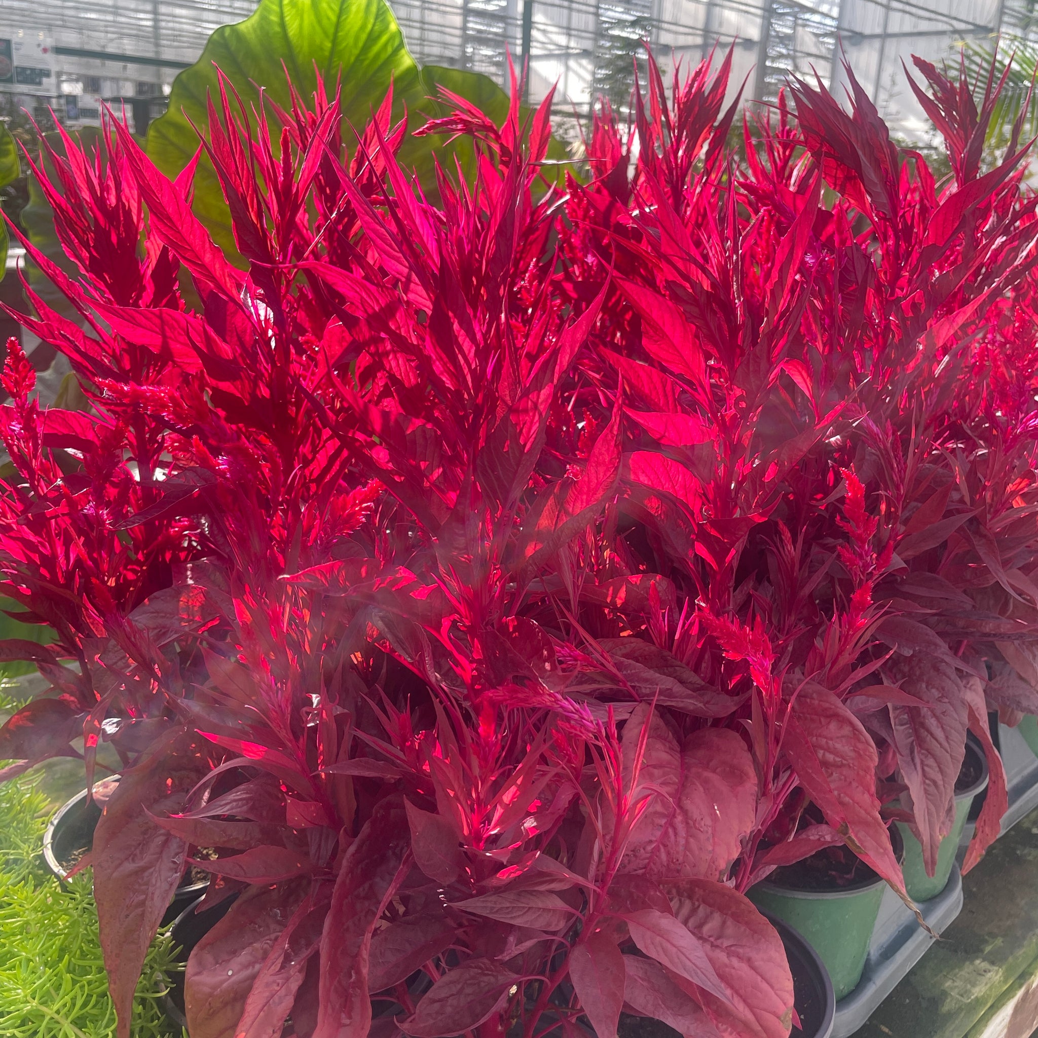 Celosia Dragon's Breath