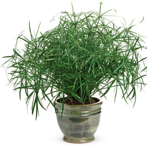 Cyperus, Baby Tut