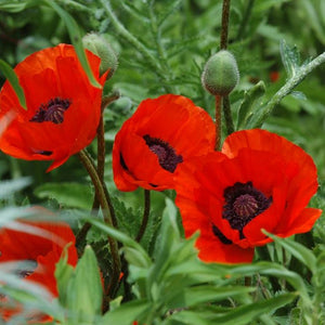 Papaver, Poppy