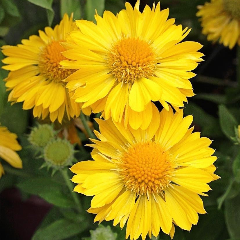 Gaillardia, Mesa Yellow