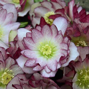 Helleborus