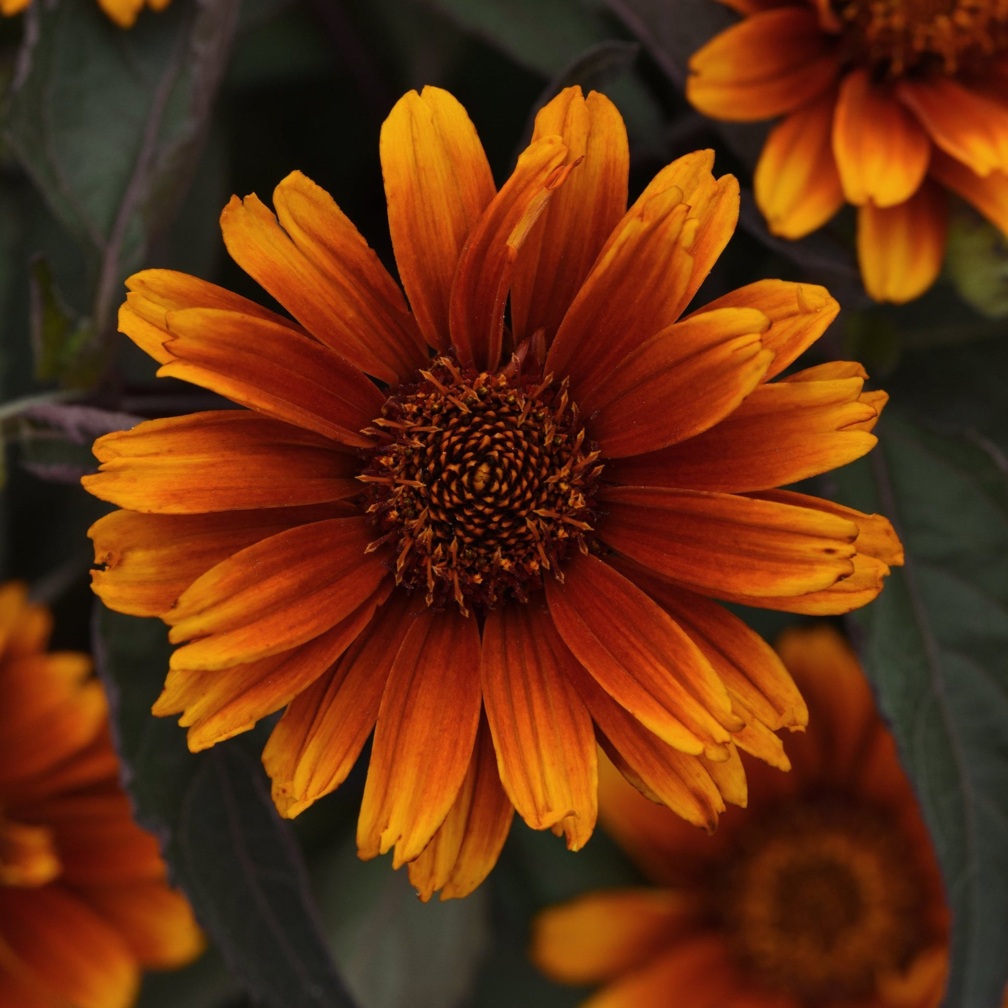 Heliopsis, Summer Eclipse