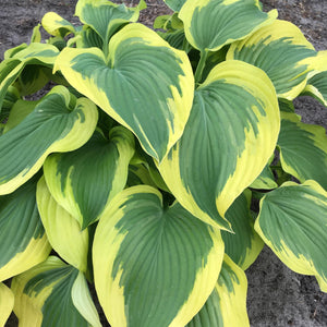 Hosta