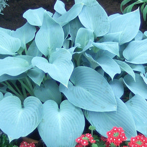 Hosta