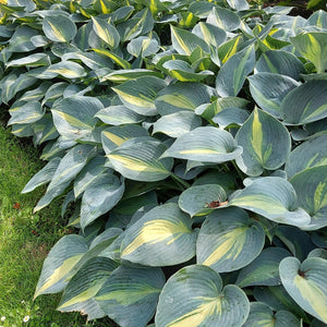 Hosta