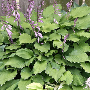 Hosta