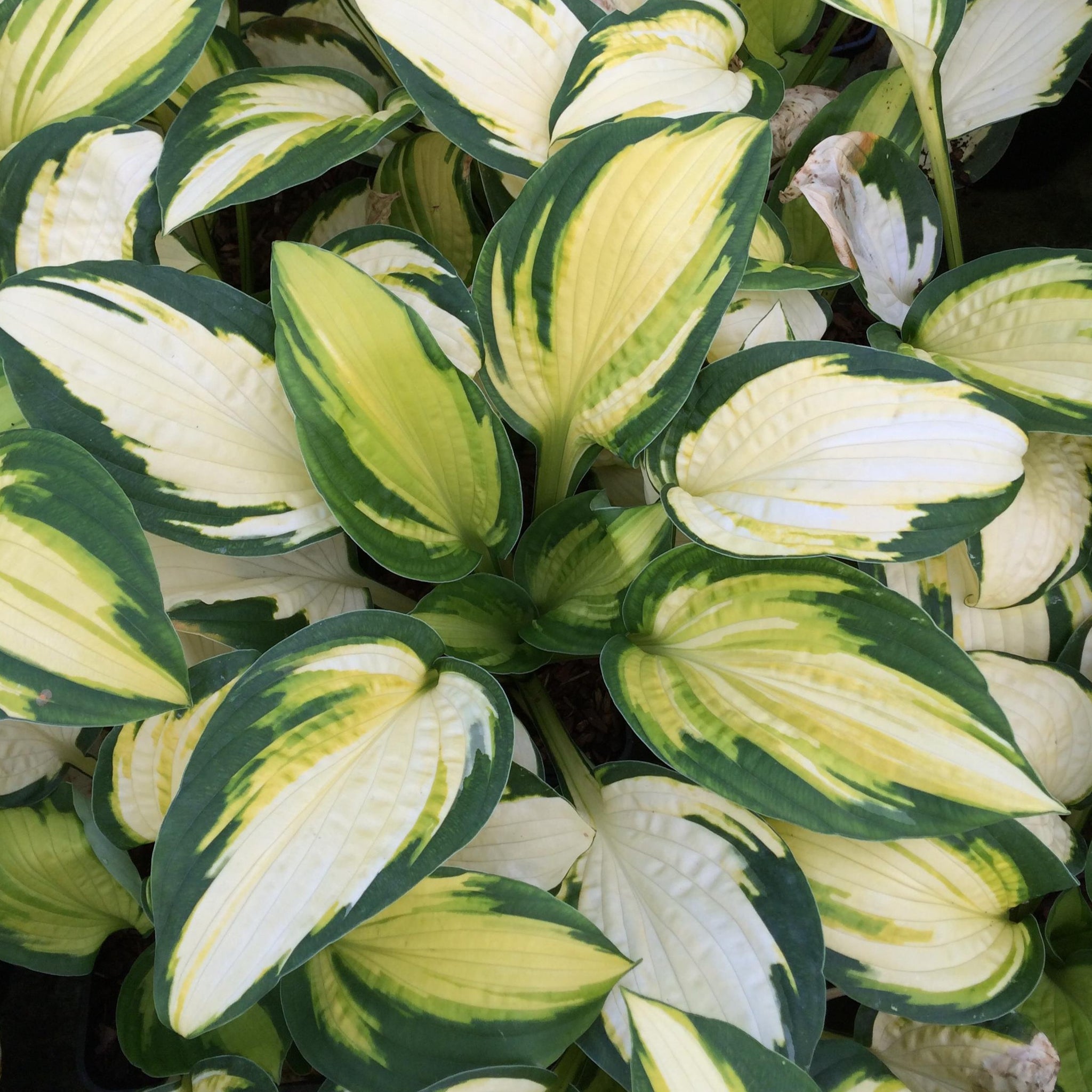 Hosta