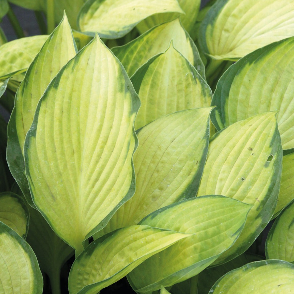 Hosta