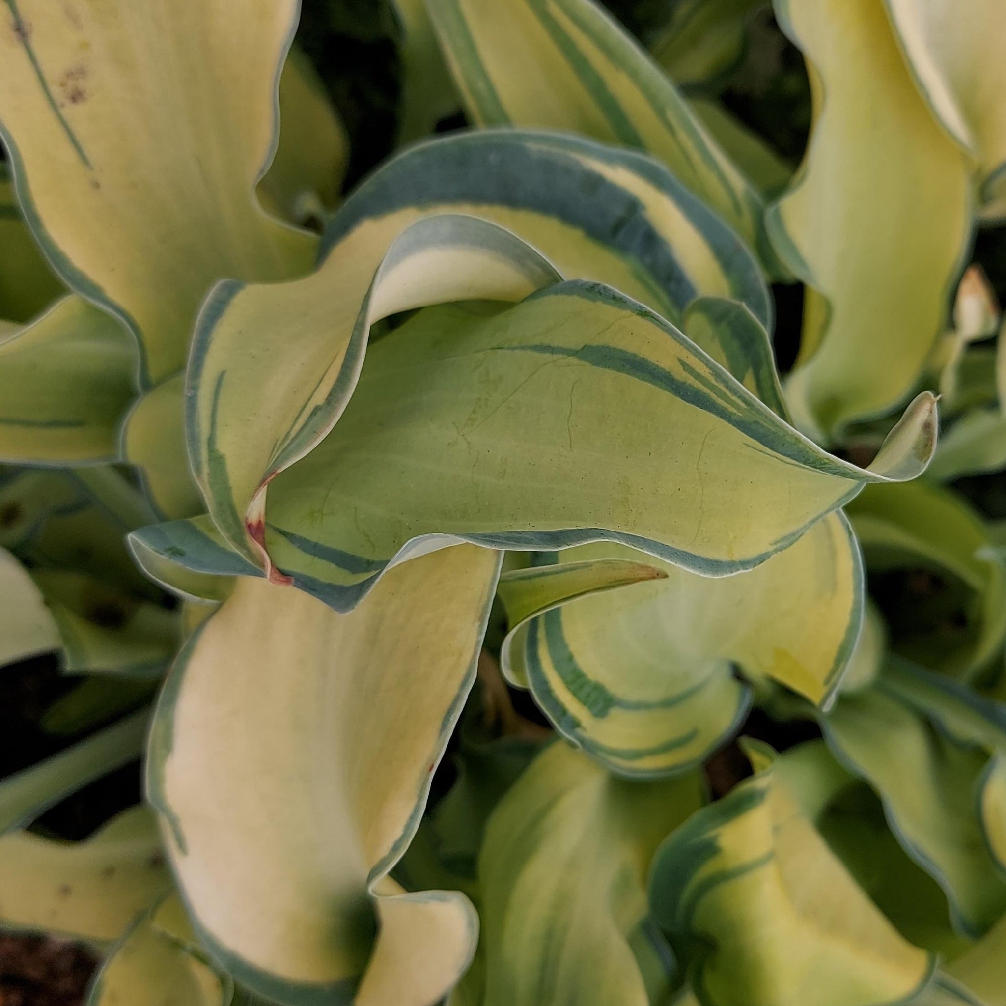 Hosta
