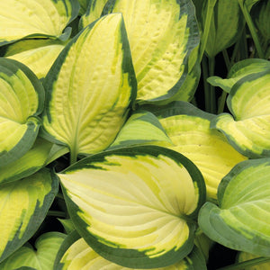 Hosta