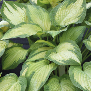 Hosta