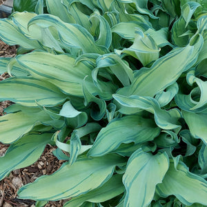 Hosta