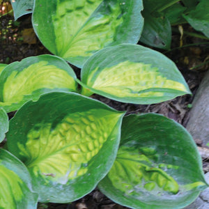 Hosta