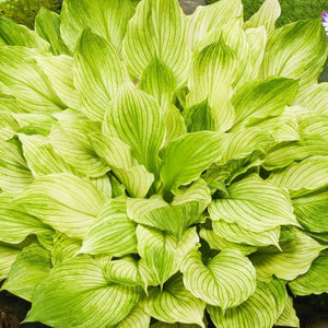 Hosta