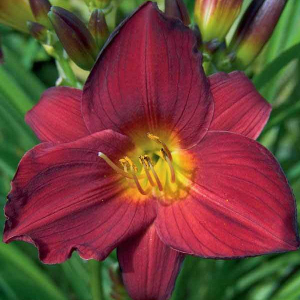 Hemerocallis, Stella in Red
