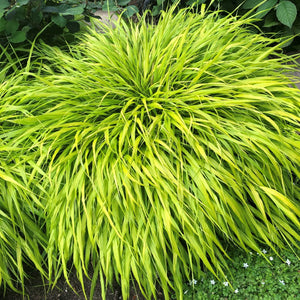 Hakonechloa macra
