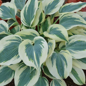 Hosta