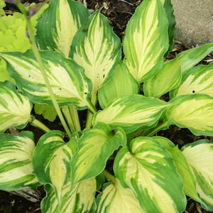 Hosta