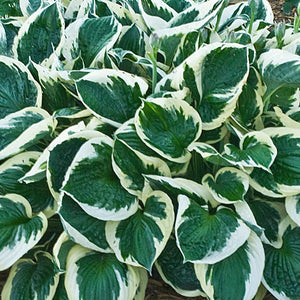 Hosta