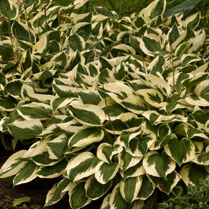 Hosta