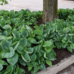 Hosta, Abiqua Drinking Gourd