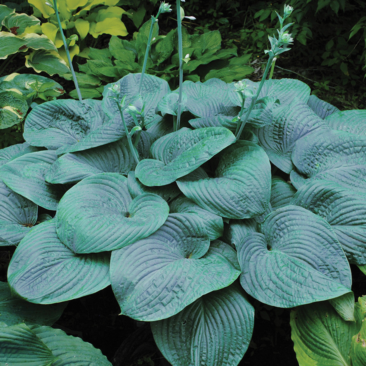 Hosta, Humpback Whale
