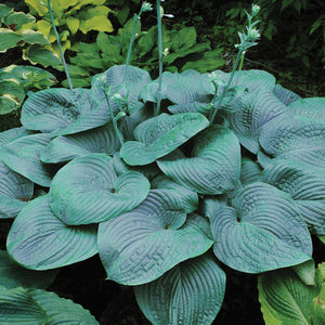Hosta, Humpback Whale