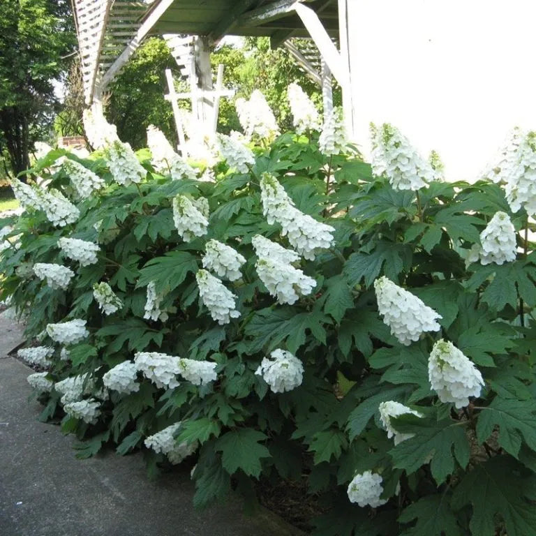 Hydrangea, Gatsby Moon 2G