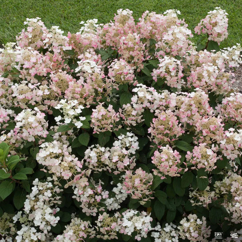 Hydrangea, Little Quickfire 2G