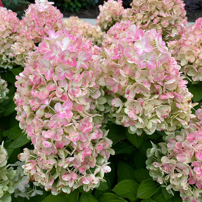 Hydrangea, Tiny Quickfire 2G
