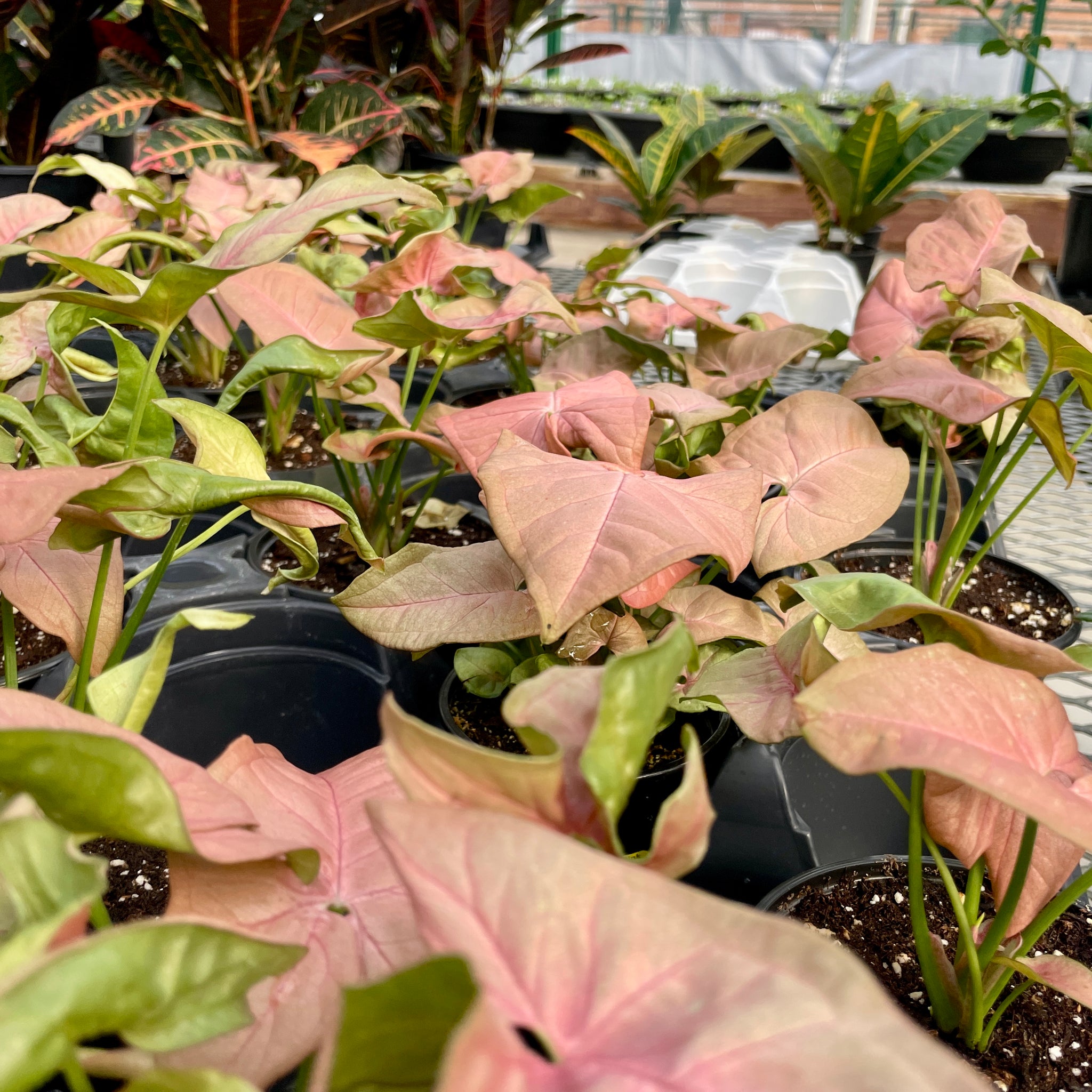 Syngonium Neon Pink