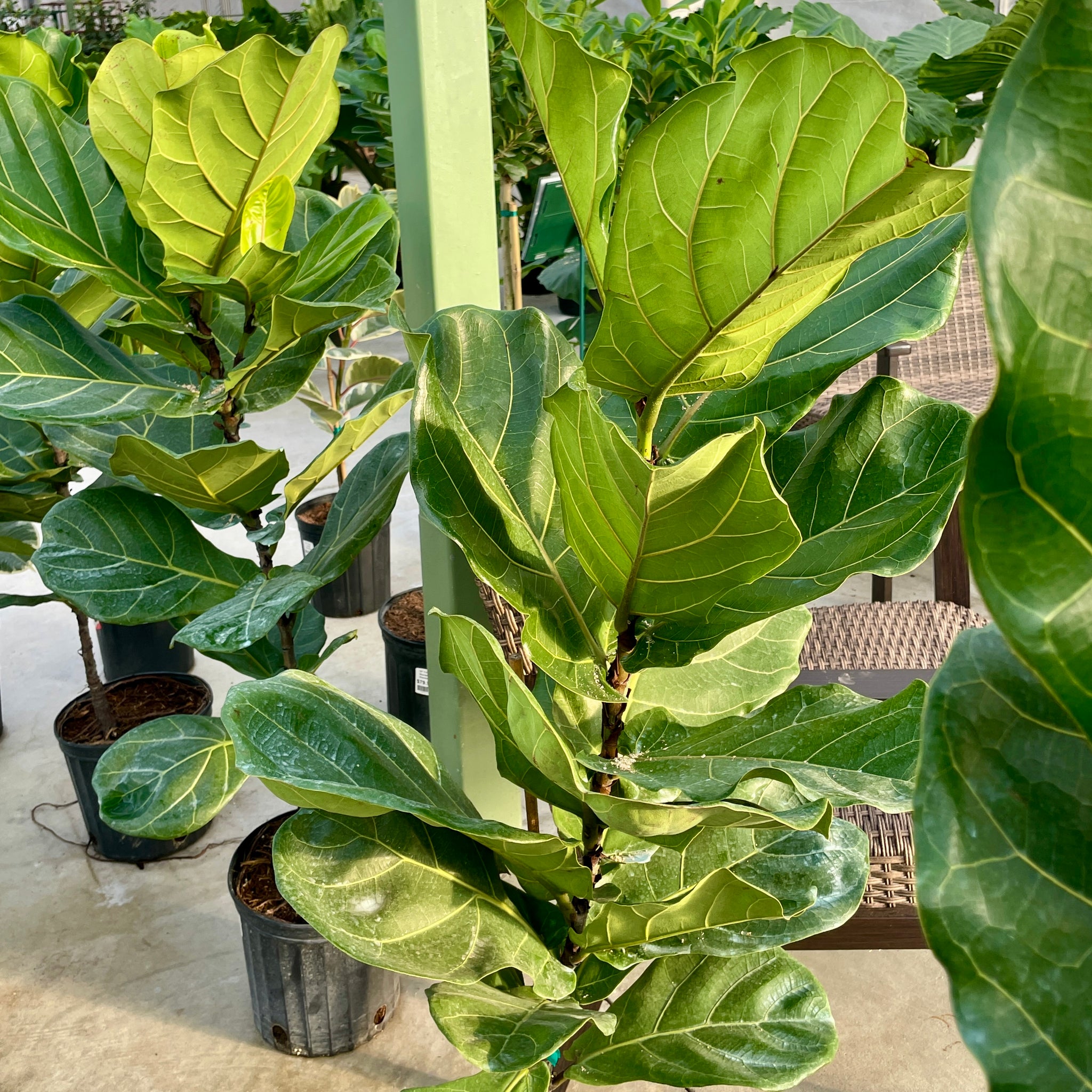 Fiddle Leaf Fig (Ficus Lyrata), Tree form