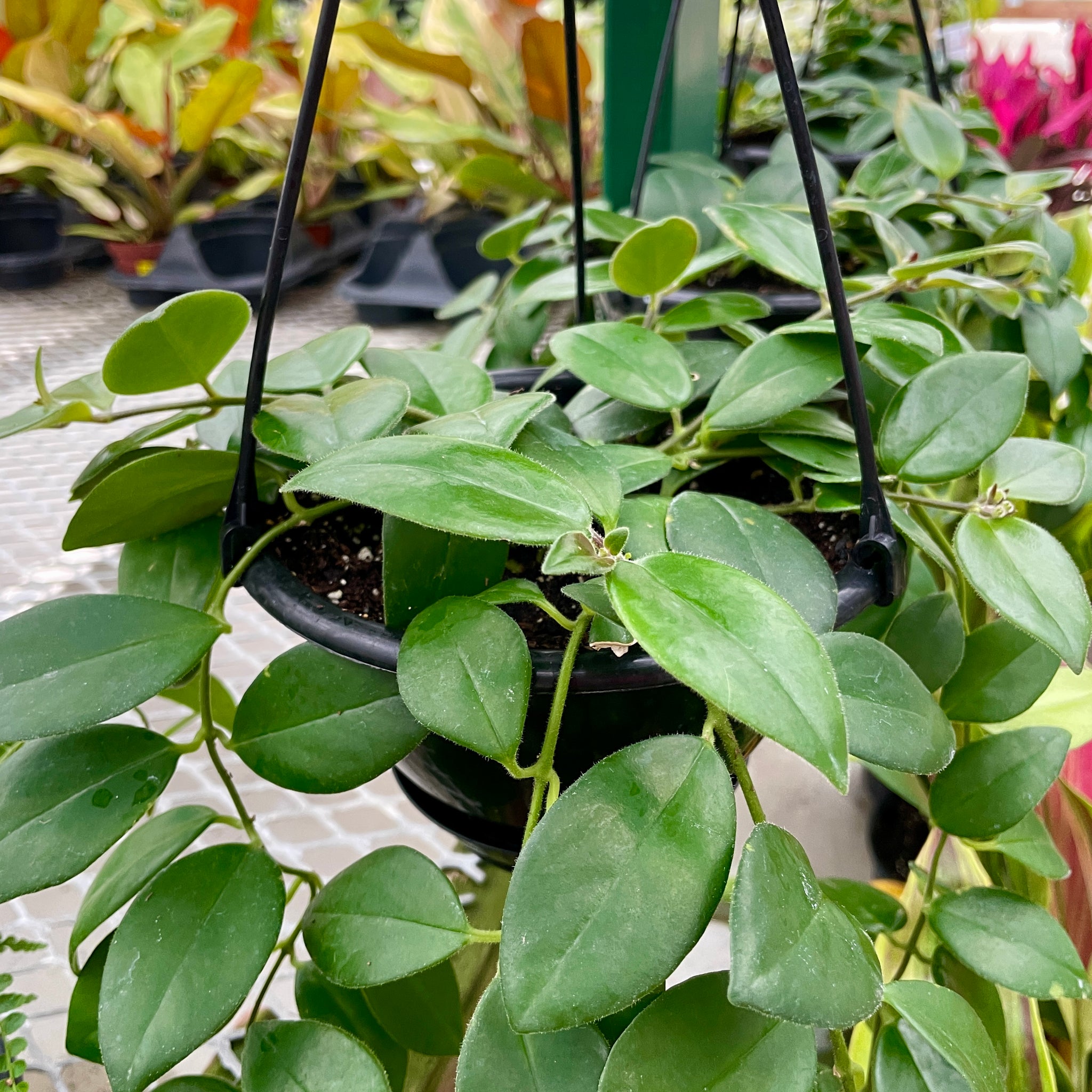 Lipstick Plant -Mona Lisa