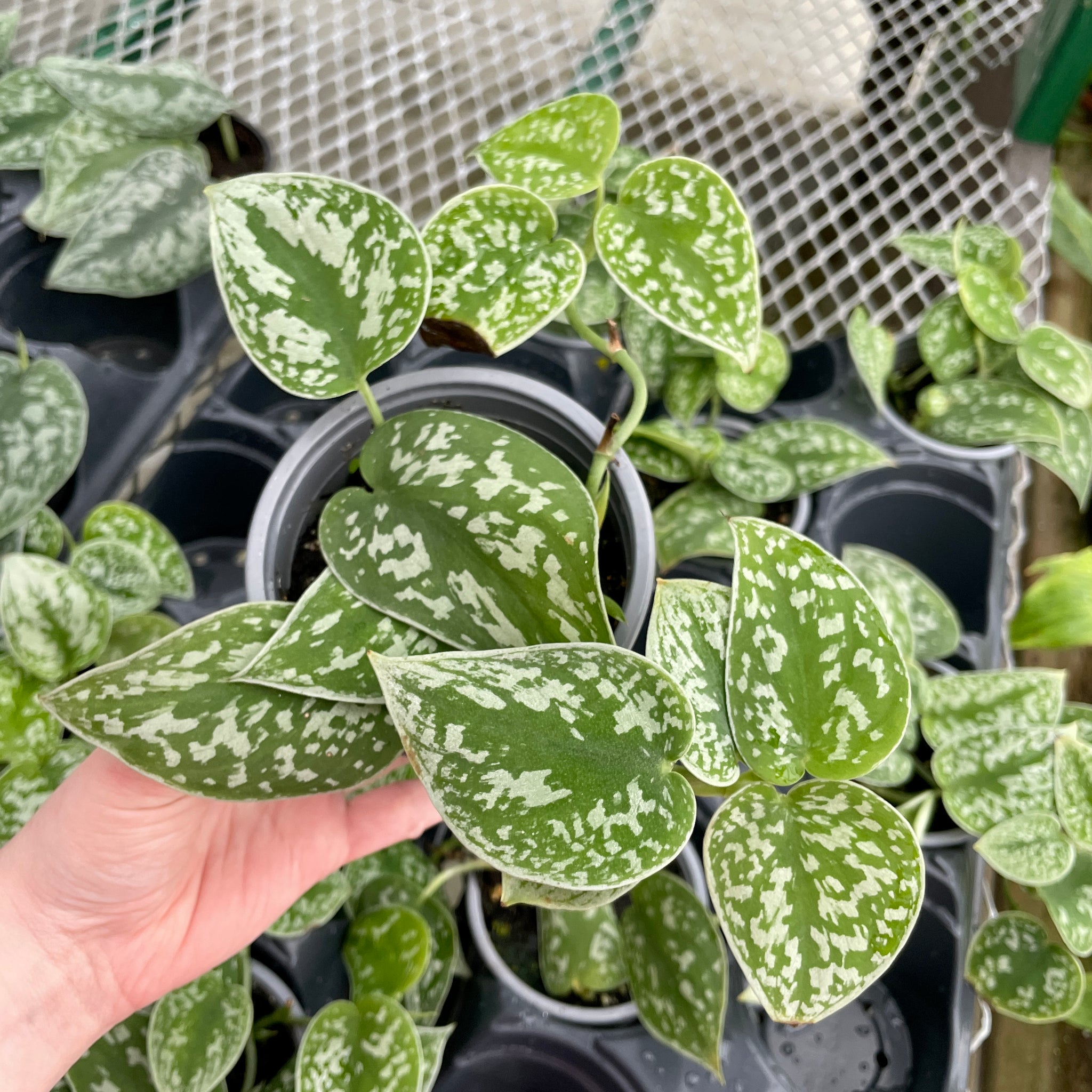 Scindapsus Pictus exotica