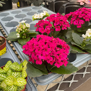 Kalanchoe