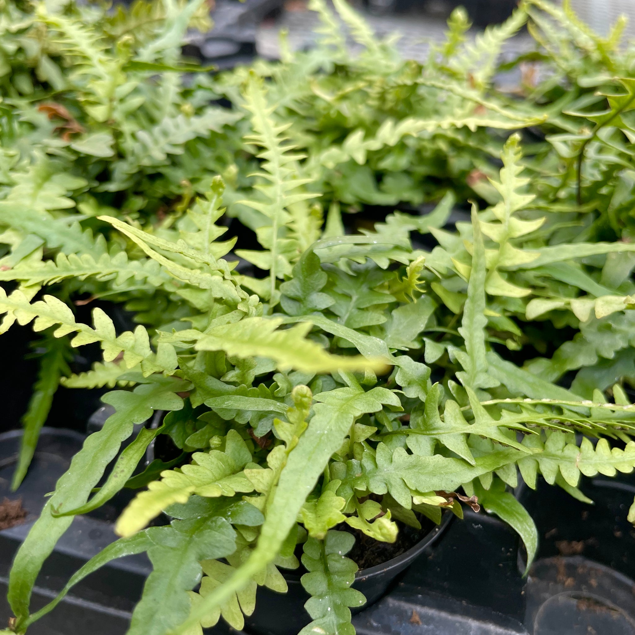 Fern, Mini Assorted