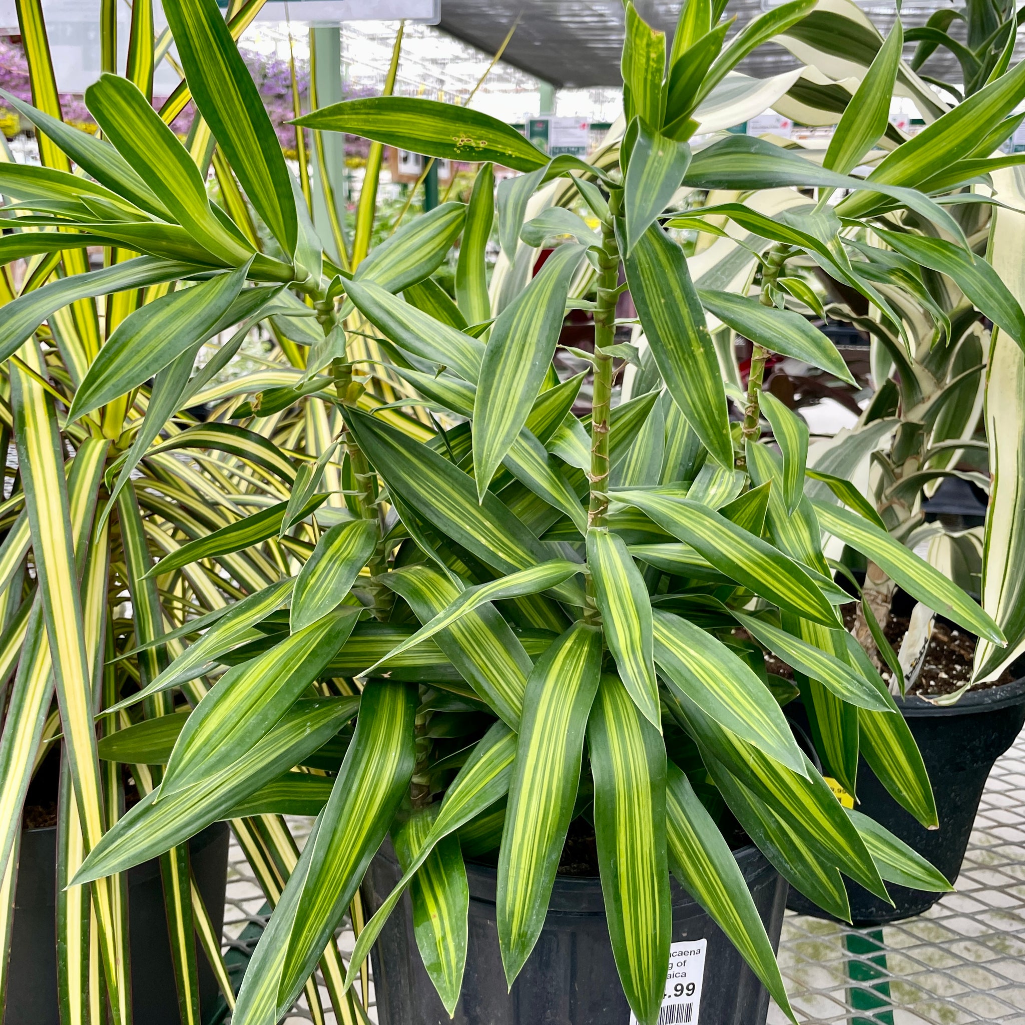 Dracaena, Song of Jamaica