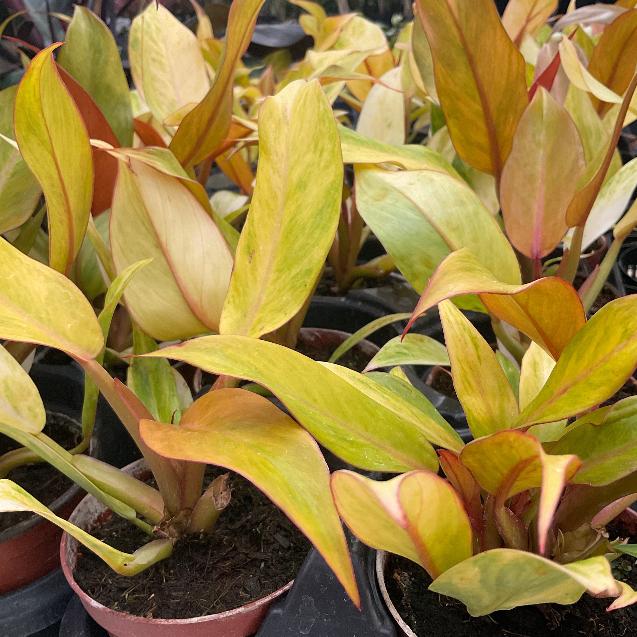 Philodendron Orange Marmalade