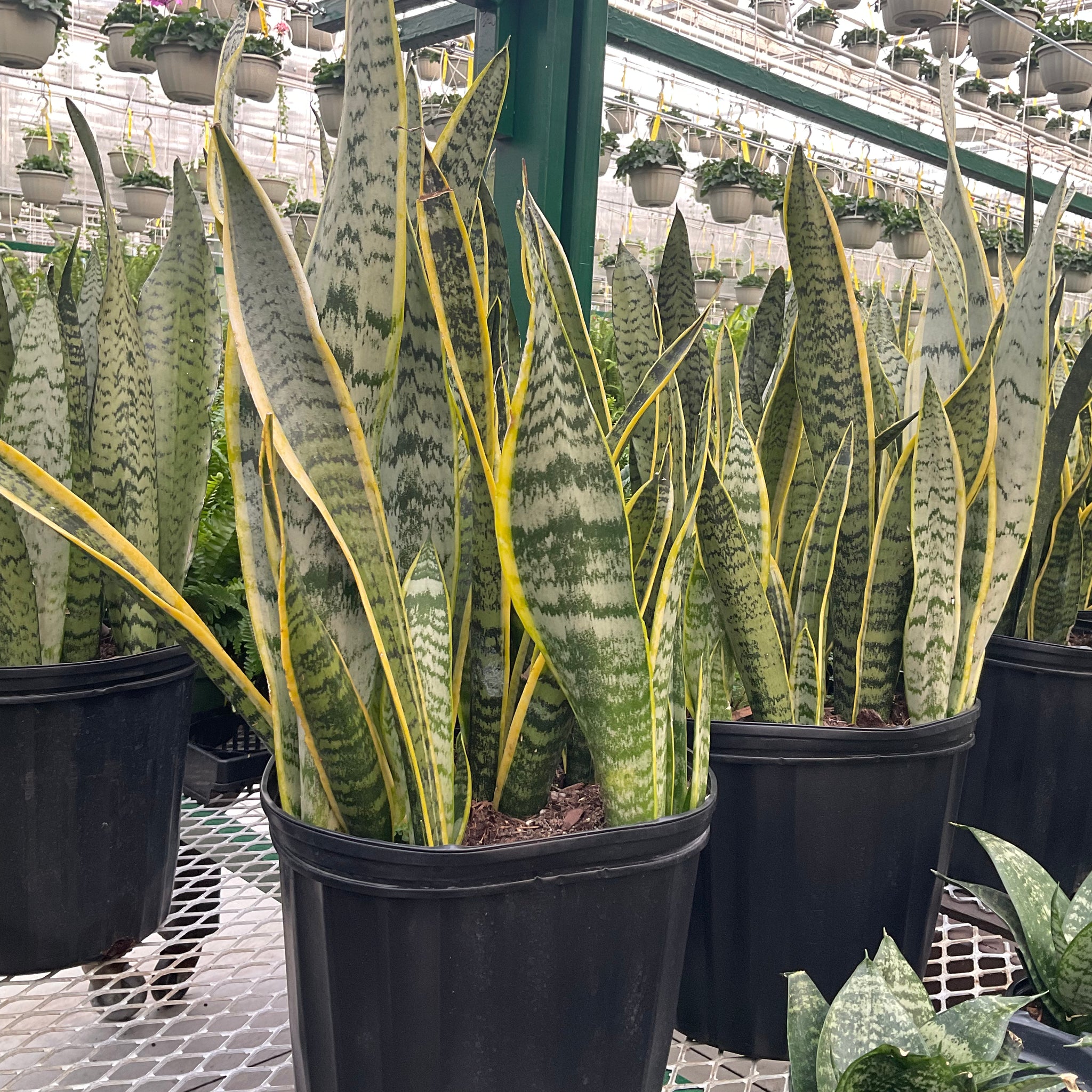 lauren sansevieria Sansevieria, Lauren