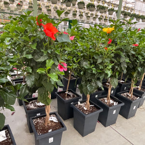 Hibiscus Standard
