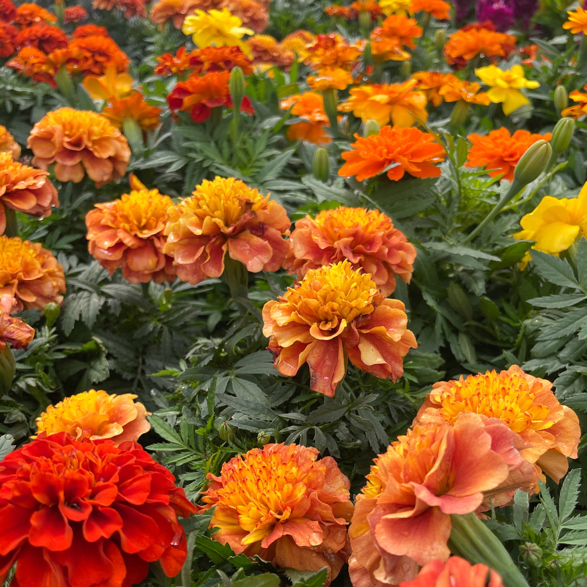 Marigold