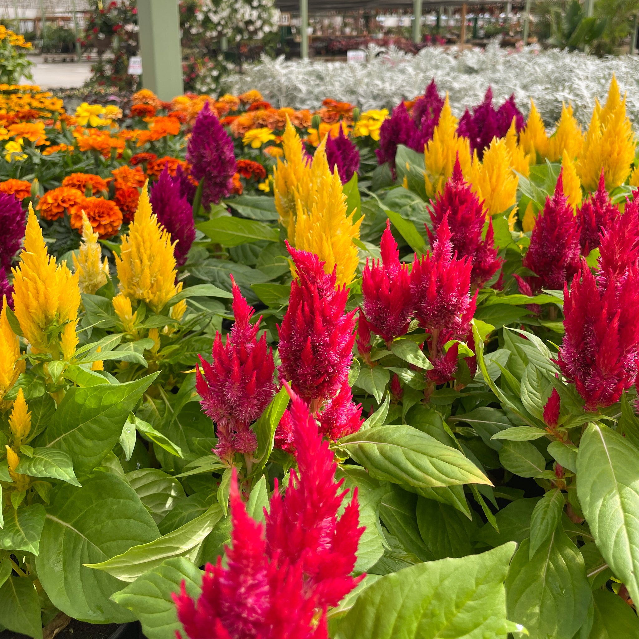 Celosia
