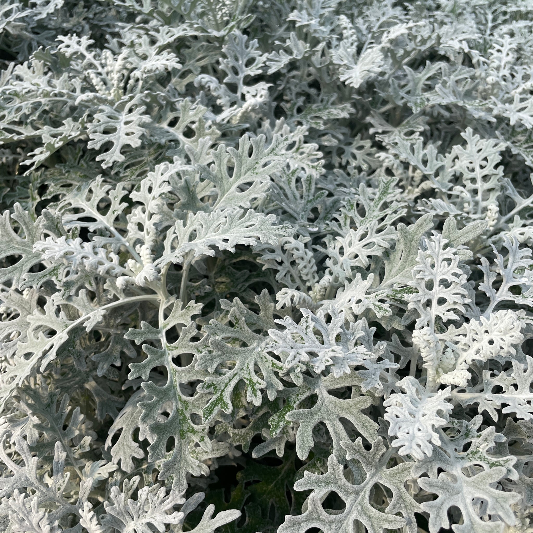 Dusty Miller, Silverdust