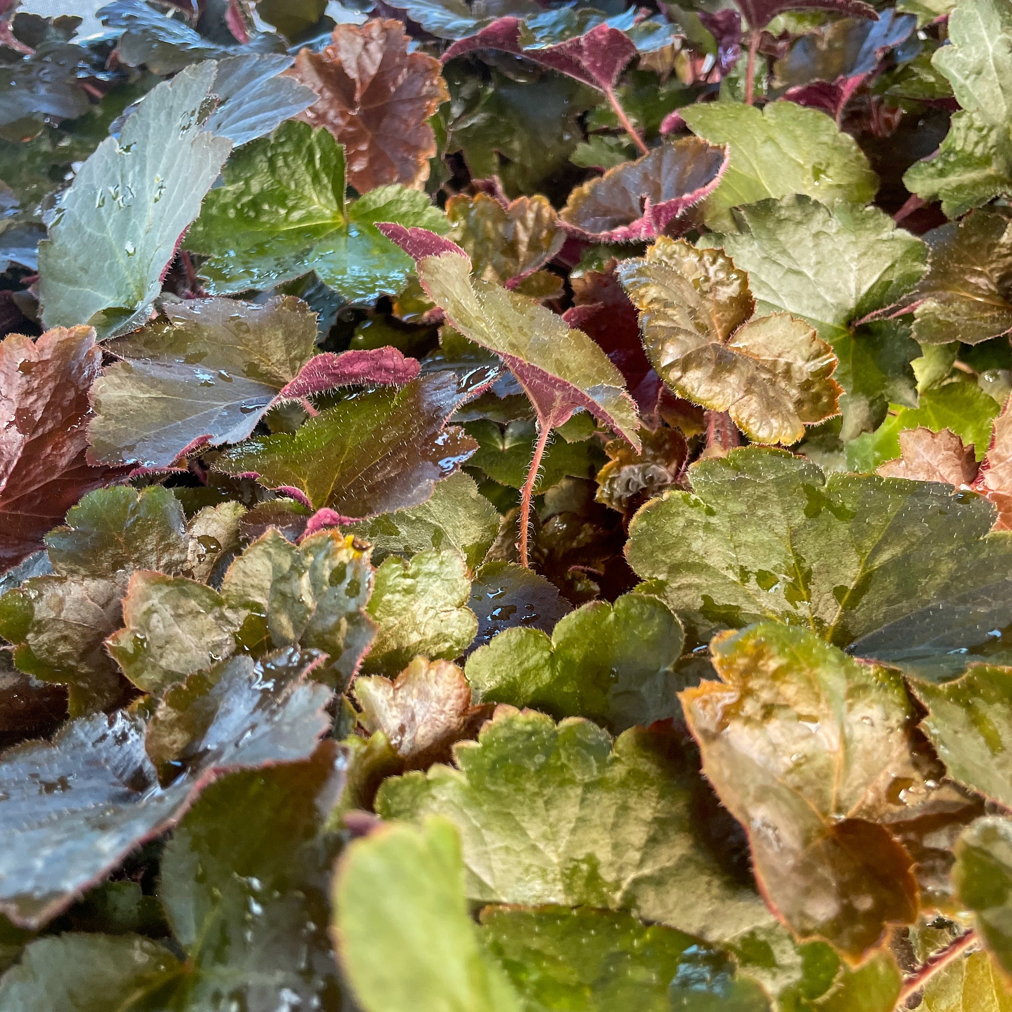Heuchera, Palace Purple